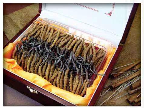 黄圃镇冬虫夏草回收